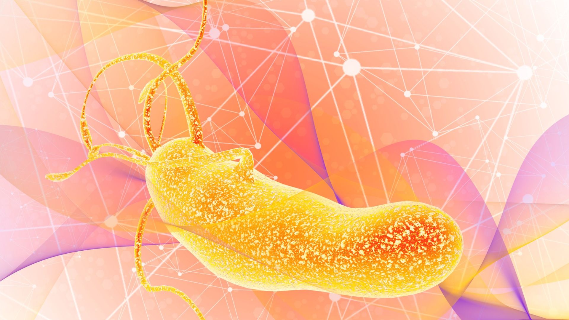 Hình minh họa vi khuẩn Helicobacter pylori